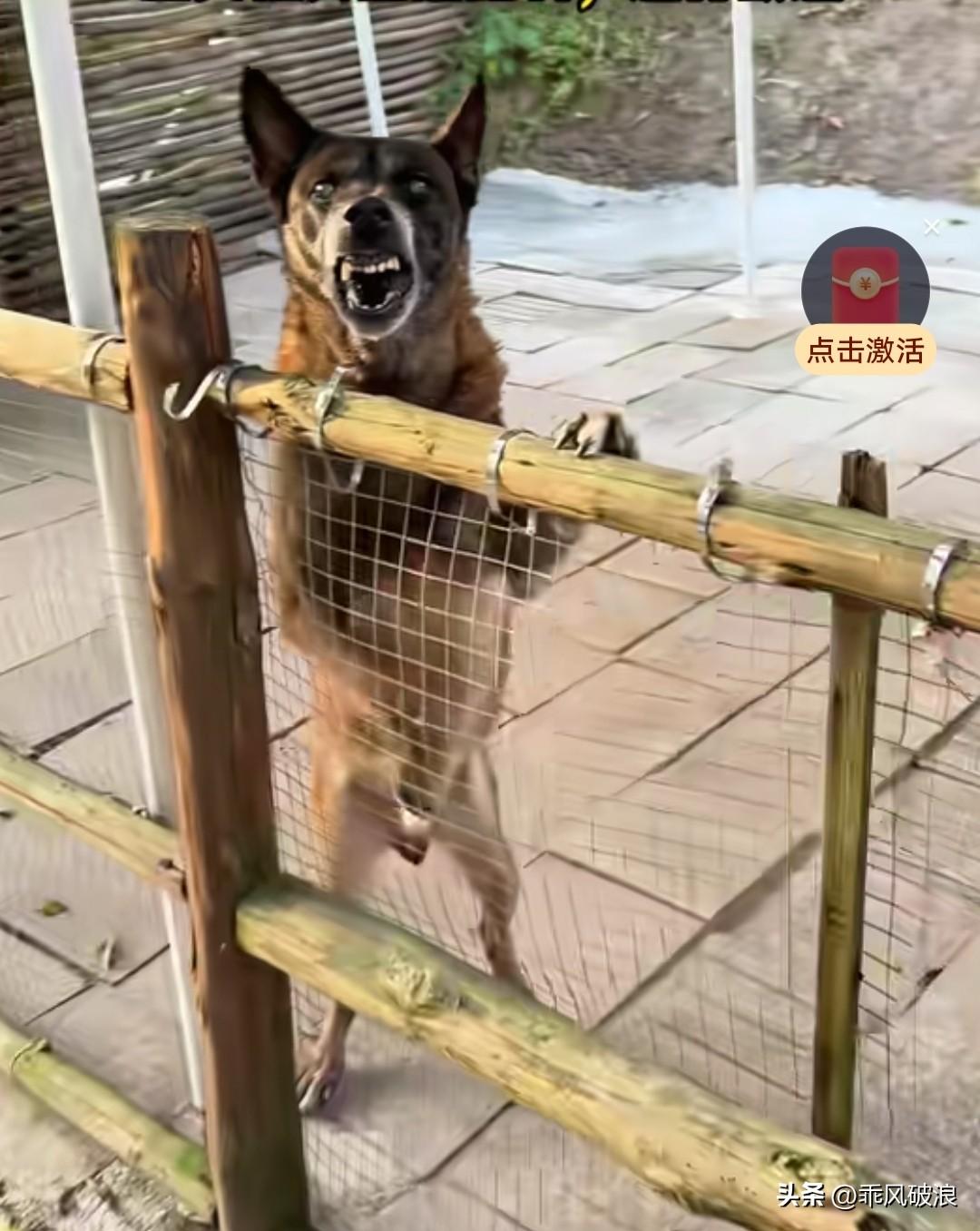 马犬屡教不改，喂食时龇牙咧嘴，还妄图咬主人。主人直接放出正义的杜宾犬对它进行压制