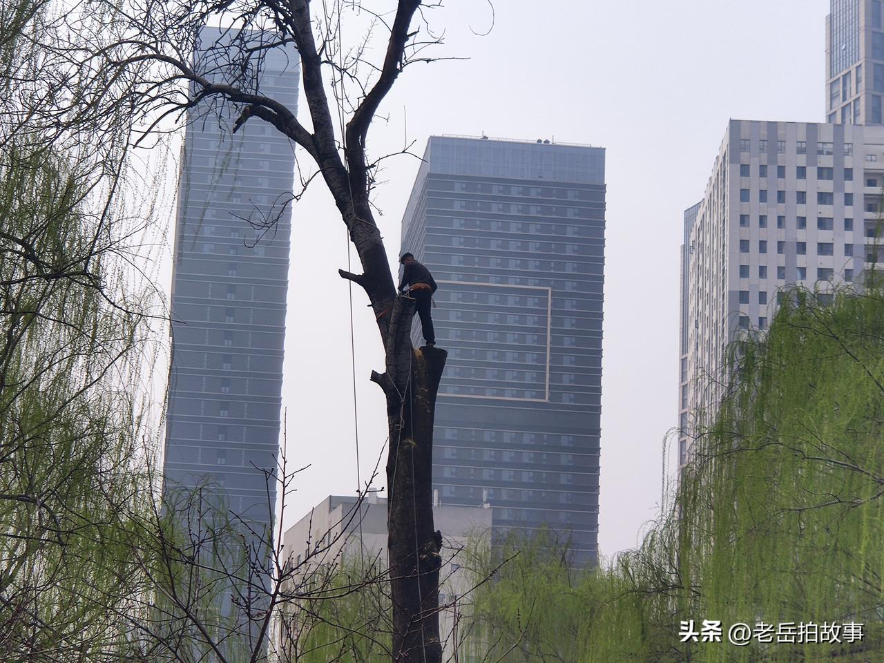 “谁要是能让我娶到她，我给他买大鲤鱼吃！”春节前，村上在外打工的人都纷纷回村准备