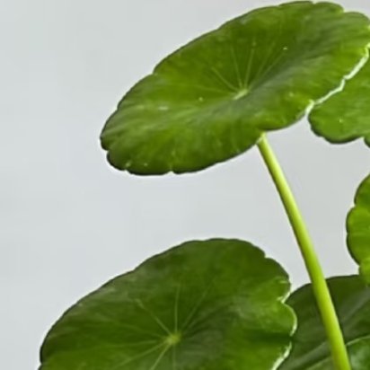 2000 铜钱草的种植及养护一、种植方式1. 半土半水（长势最好、爆盆最快，首选