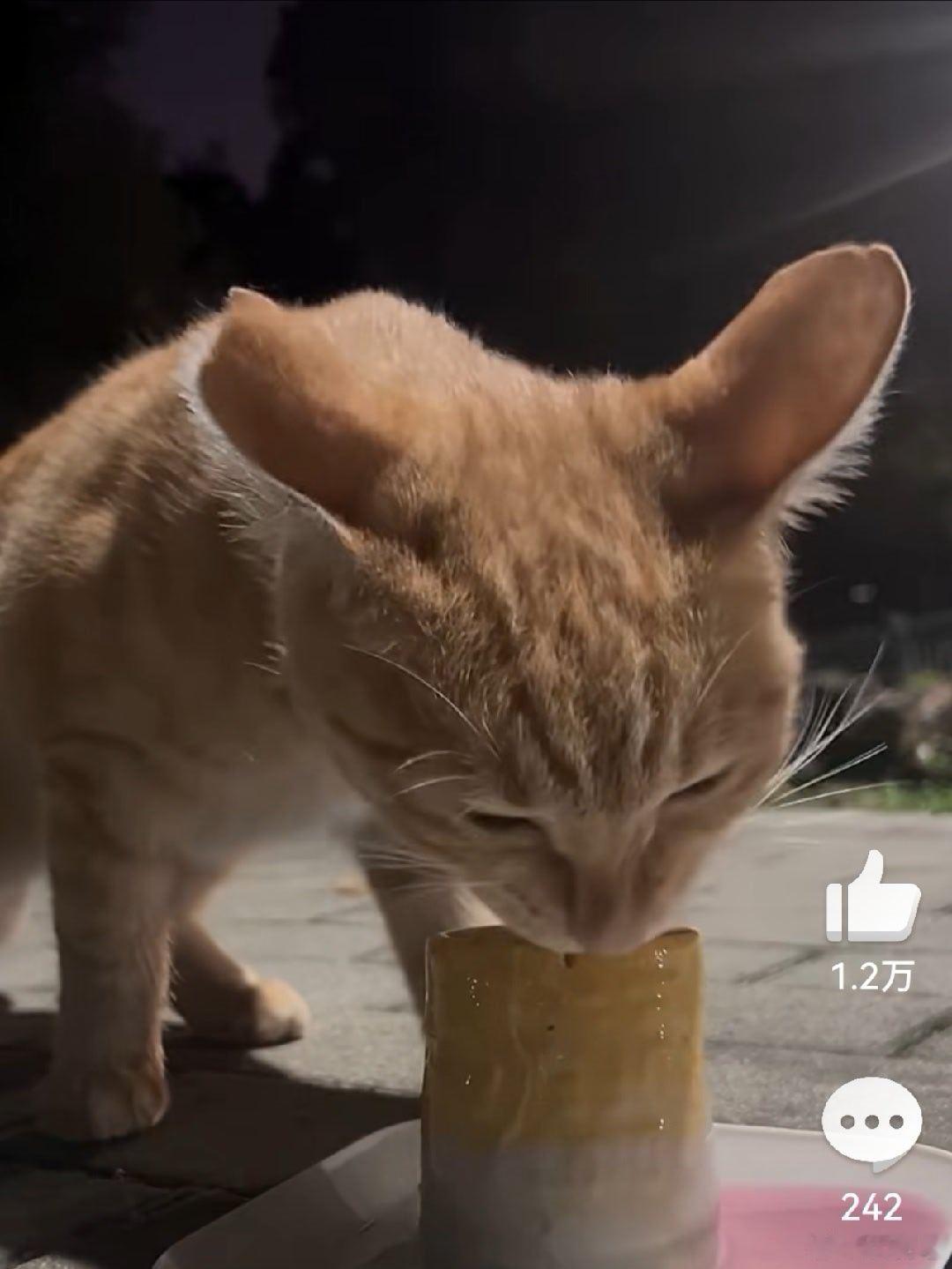 小猫发现是国宴后迅速大吃一口 这个猫猫好像还是一个绝育过的猫猫。 