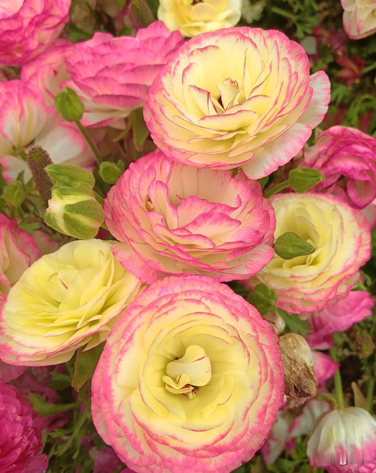 迷人的花毛茛～～
今天在日坛公园看到了特别迷人的花毛茛，真是太好看了，虽然花毛茛