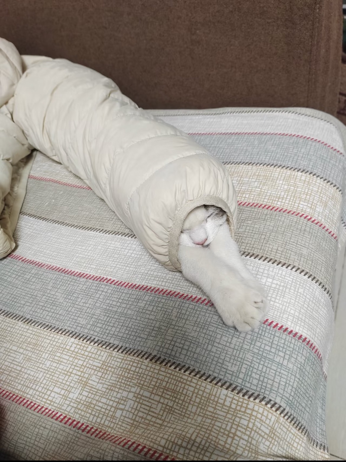 发现一条猫猫虫。动物奇遇记