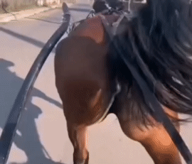 汗血宝马的威武霸气形象在我心中全没了[微笑][微笑]