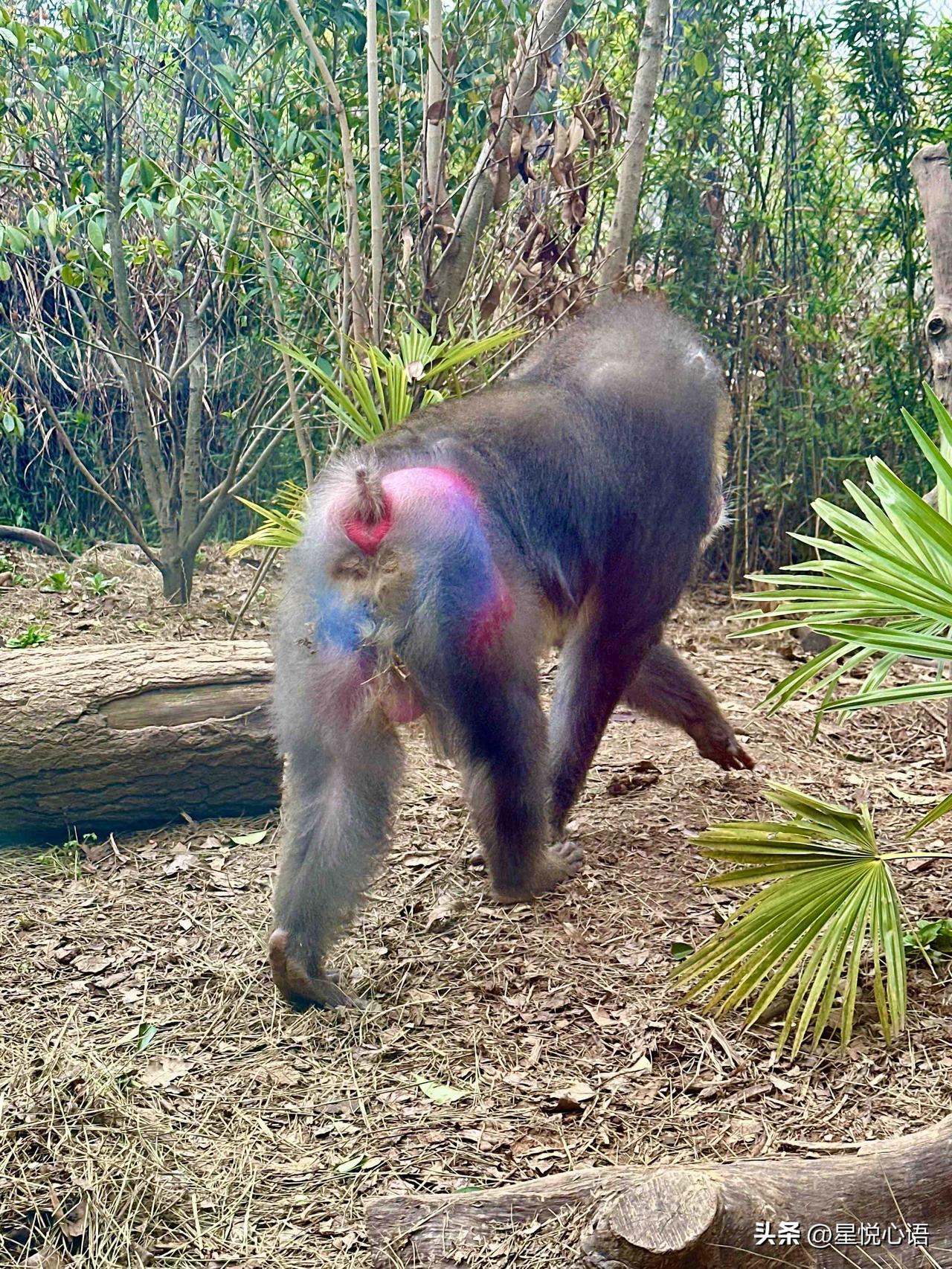 终于见到传说中的七彩琉璃腚了[不看]
冲南京红山动物园的非洲之歌新馆，就为看《山