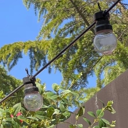 0000蔷薇种植方法：1、种植方法种植蔷薇花可以采用播种的方法，蔷薇花的最佳播种