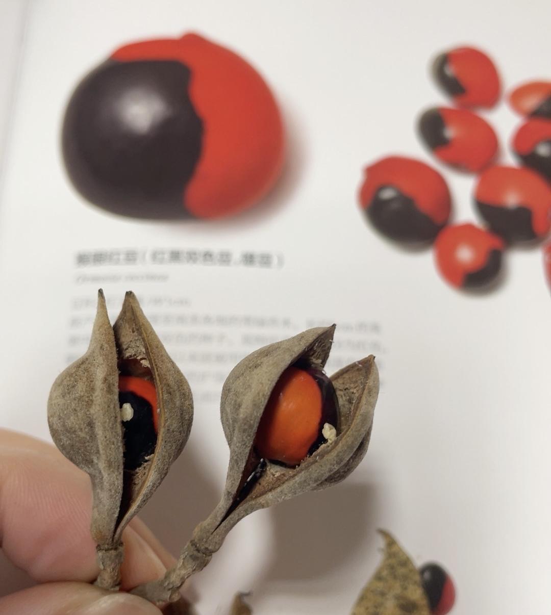 常见的红豆几种，能认识三种以上的都很厉害了哦。