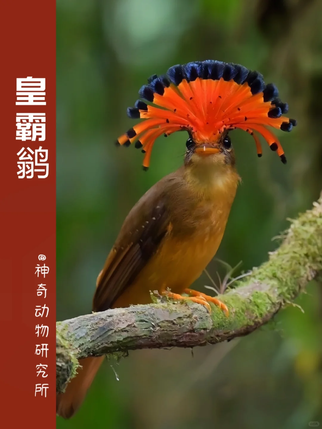 每天了解一种趣味动物👀皇霸鹟（wēng）