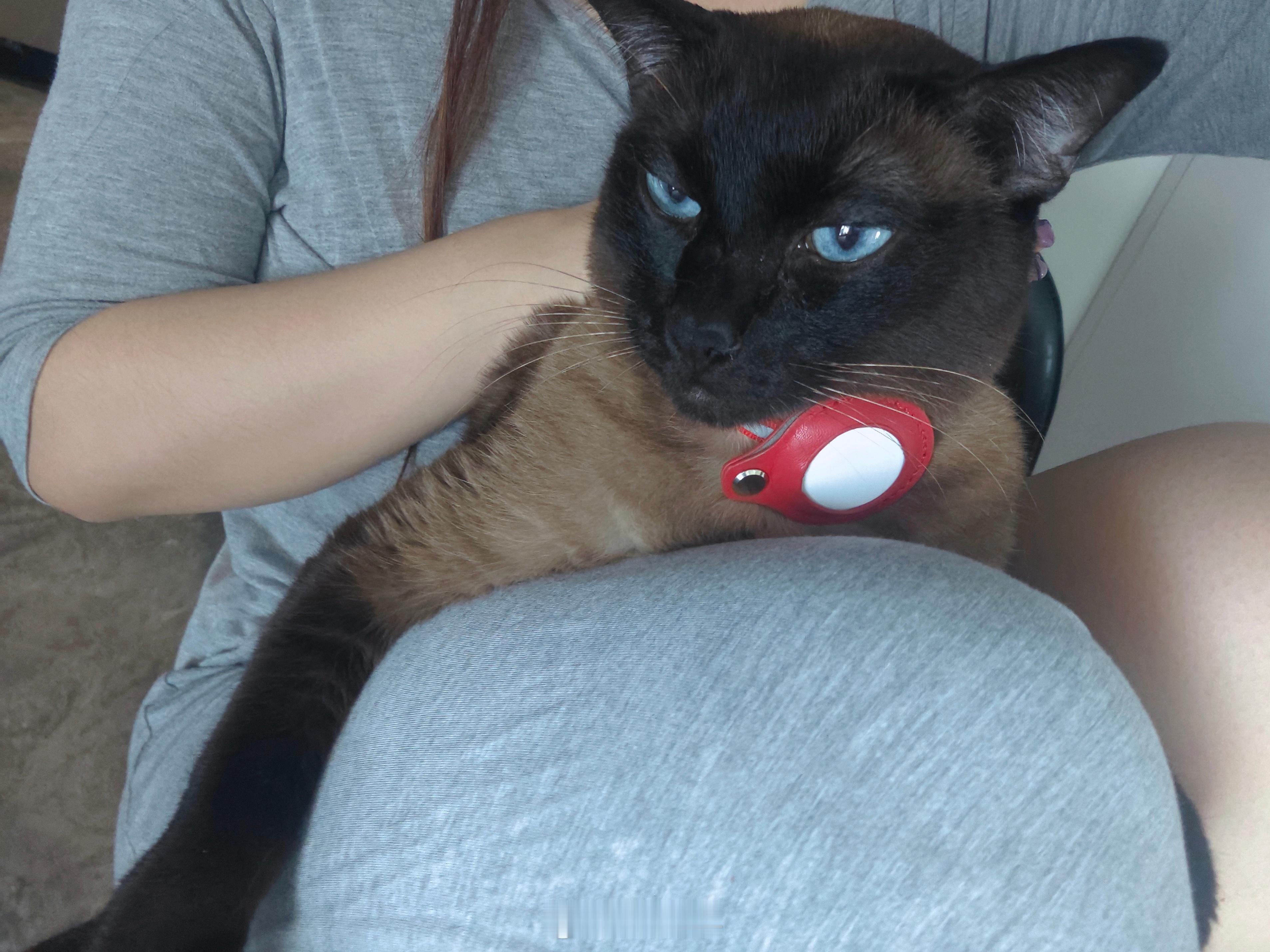 吃饭的时候就趴在餐桌上等着……一吃完就会立刻跳怀里要抱抱，不摸它的话，它就抱紧腿