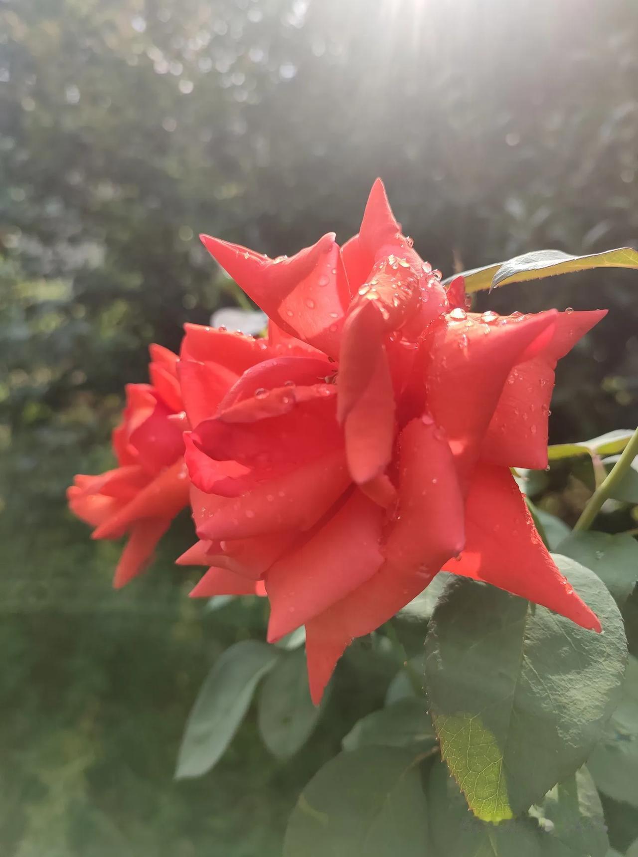 随手一拍花朵美