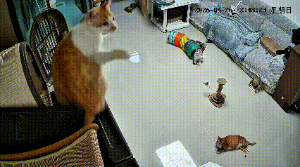 乖乖嘞，这橘猫也太倒霉了！蹲在高处专心拍蚊子，一顿操作猛如虎。
谁知道没站稳身子