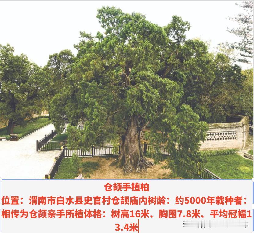 陕西五棵5000年古树，等你来“打卡”！
老柏参天不记年
风霜历尽还青颜
在陕西