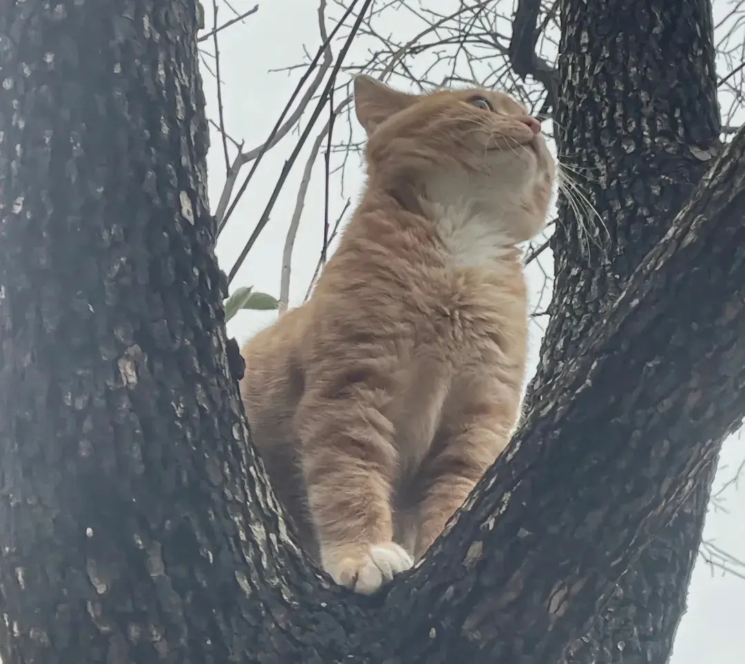 逗趣的猫咪！[太开心] ​​​
