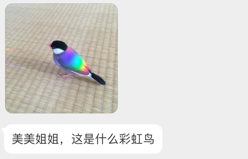 被光照射的灰文鸟 （色禽[开学季] ​​​