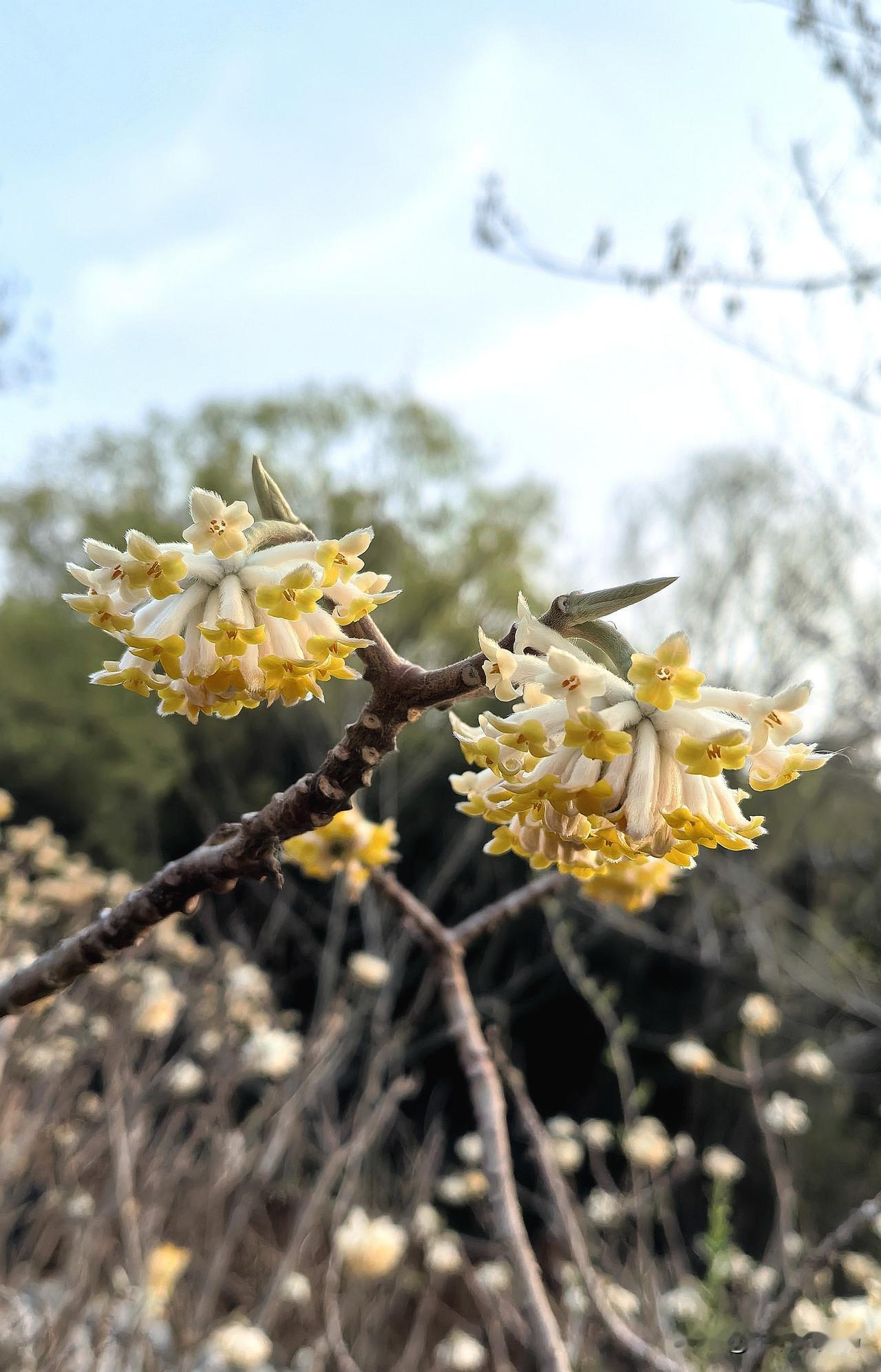 妈妈去世己十天，悲痛的心情不减！
夜深人静的时候妈妈的音容笑貌总浮现在眼前。
妈
