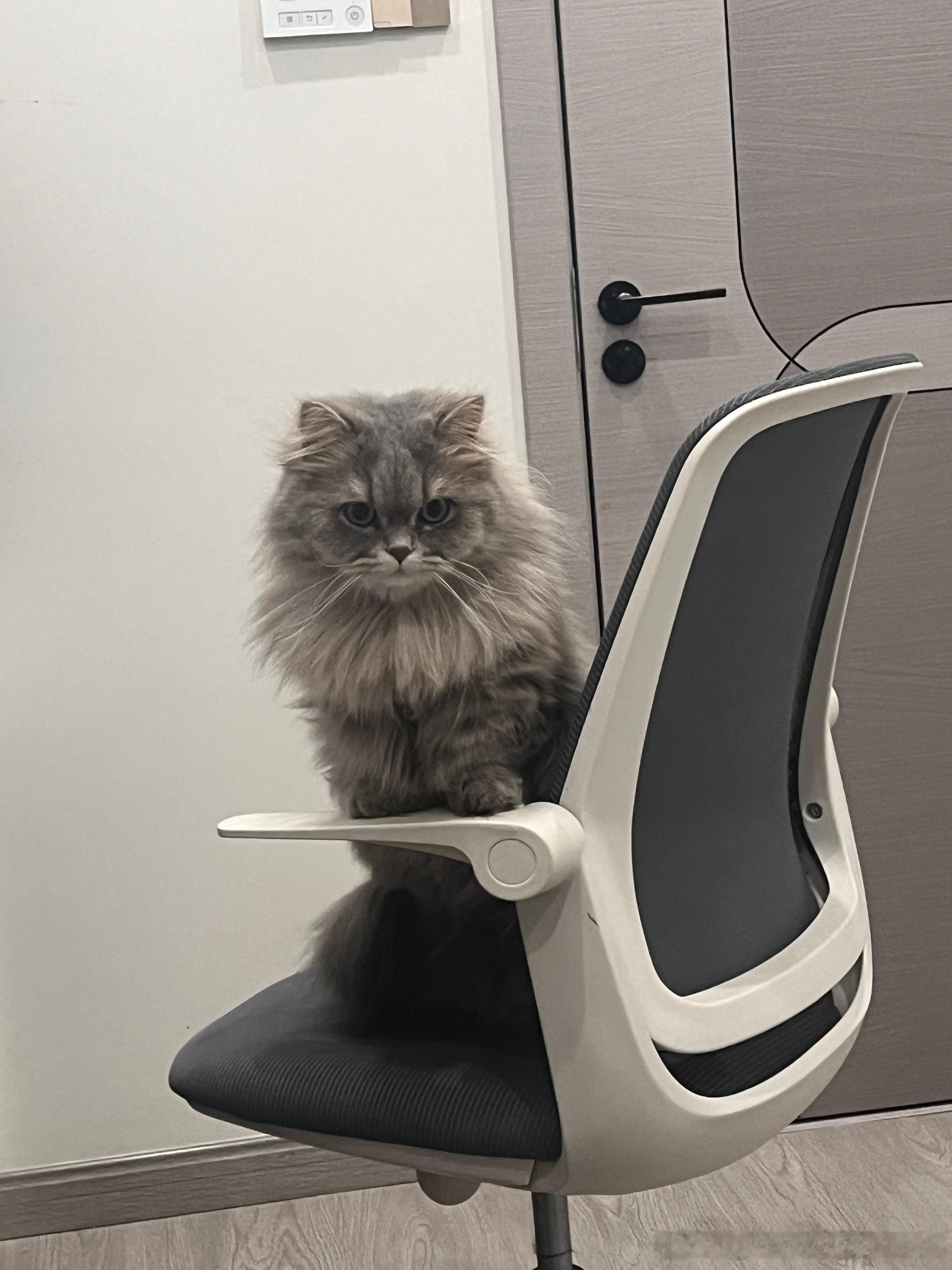 山猪鉴赏 