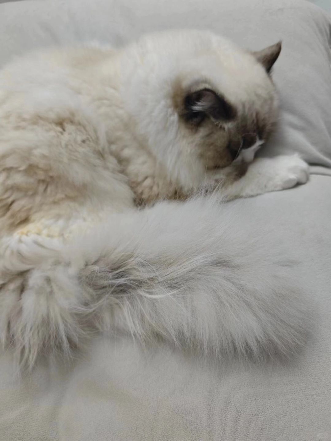 猫猫我呀，每天只需要负责吃吃睡睡就好啦