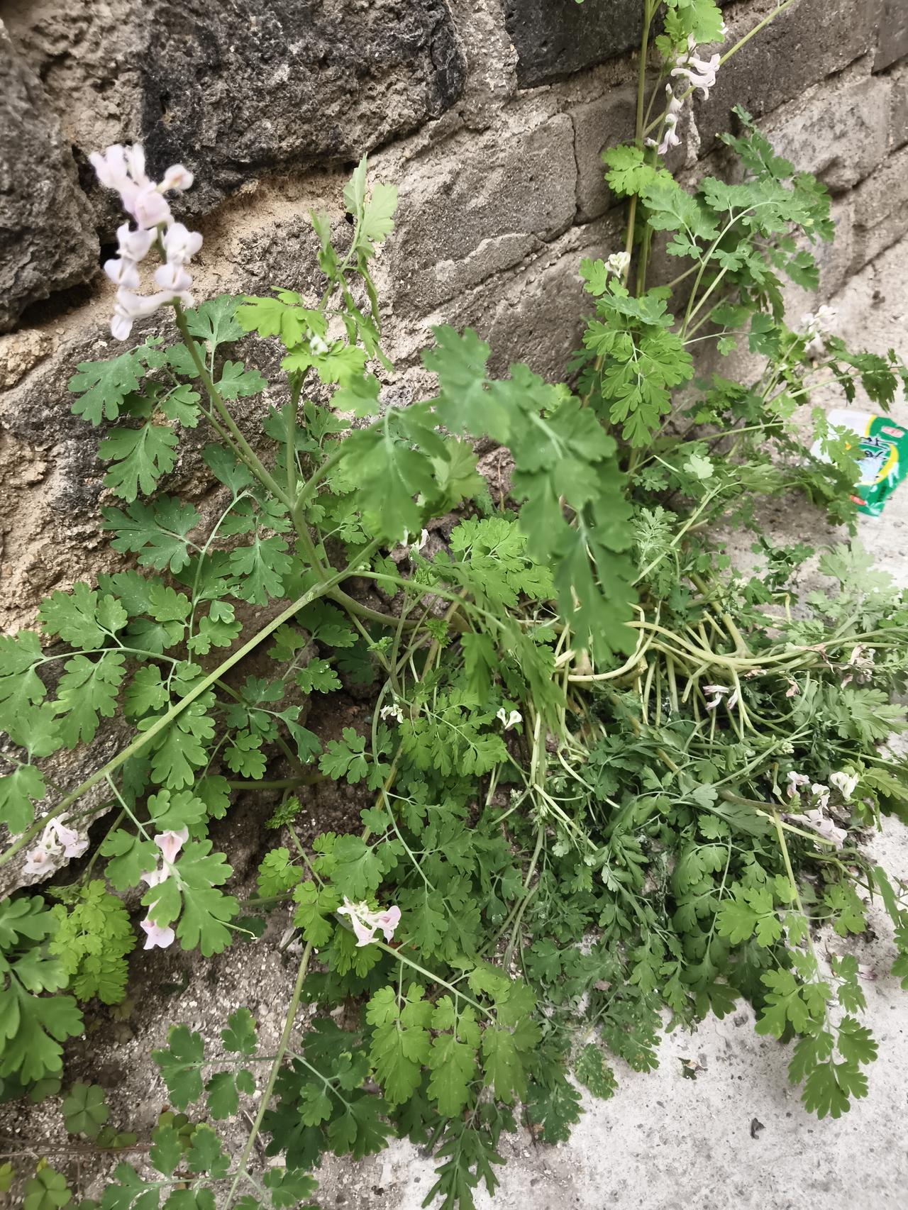 晒出你的本地生活从一个老房子前面走过。发现了这么一束小花儿。感觉挺可爱的。这里既