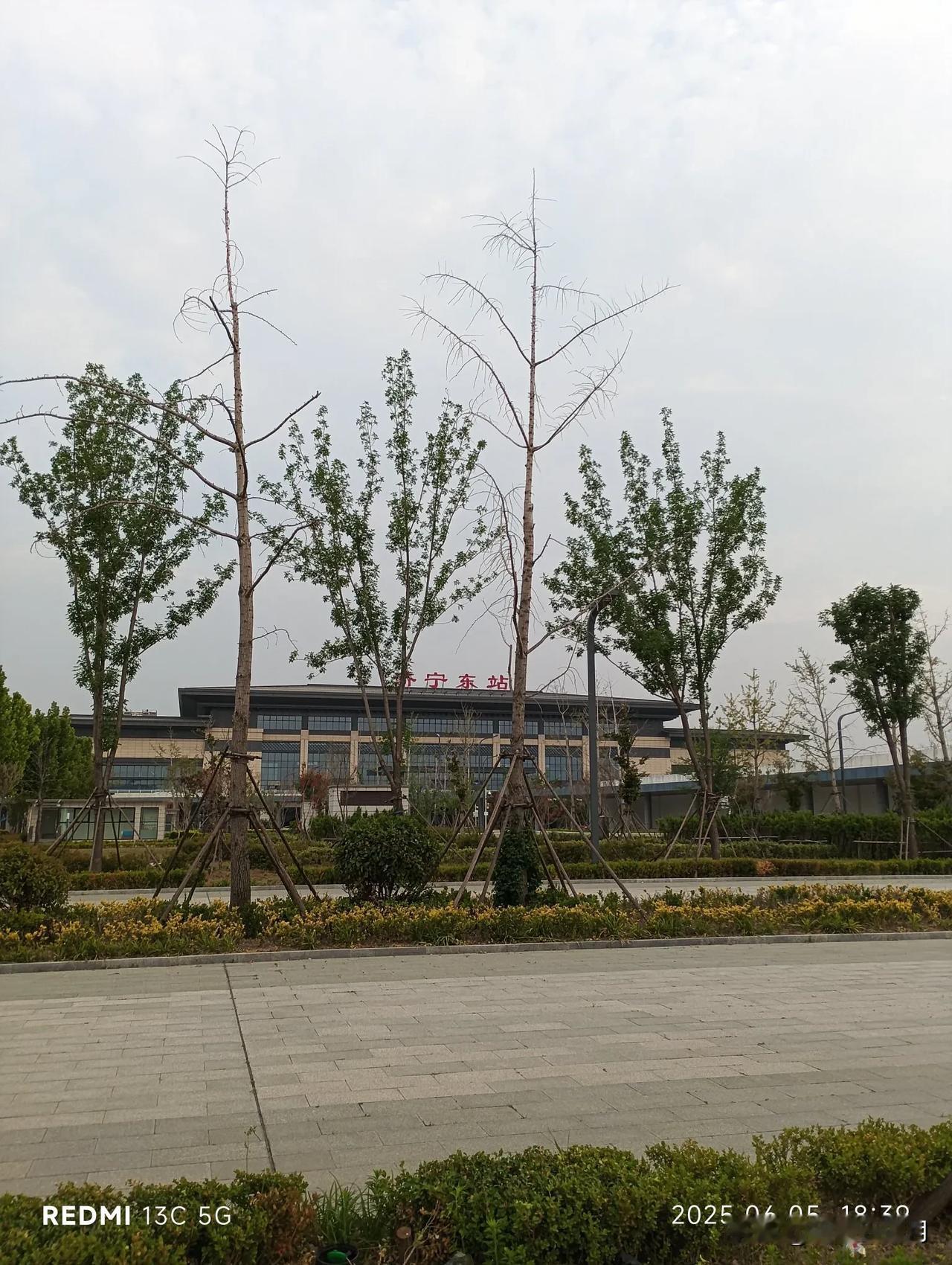 济宁东站广场，绿化急需浇水！
近期高温少雨、干旱严重。今天去济宁东站广场，发现广