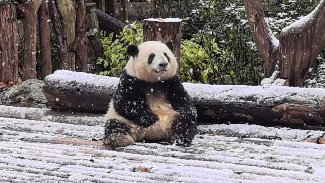 不知道熊猫的毛发暖不暖和呢?
如果熊猫会发朋友圈，第一条肯定是：别问，问就是自带