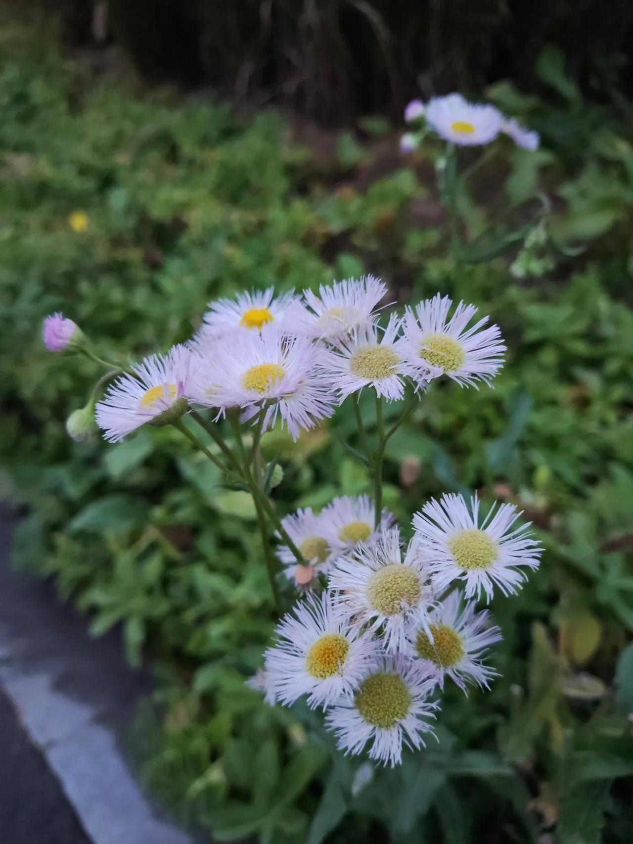 没想到深秋了，还有这么清新的小野花！#理想家生活#