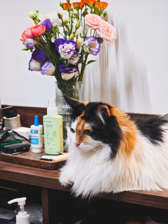宝宝，小猫一般不摆在这里的