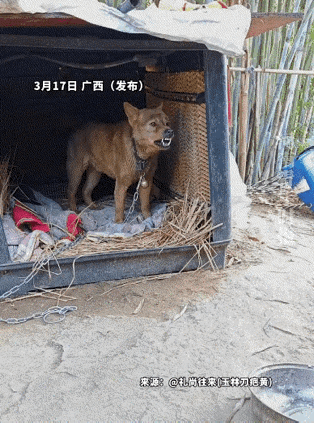 狗子还是很聪明的，知道保护自己[呲牙]