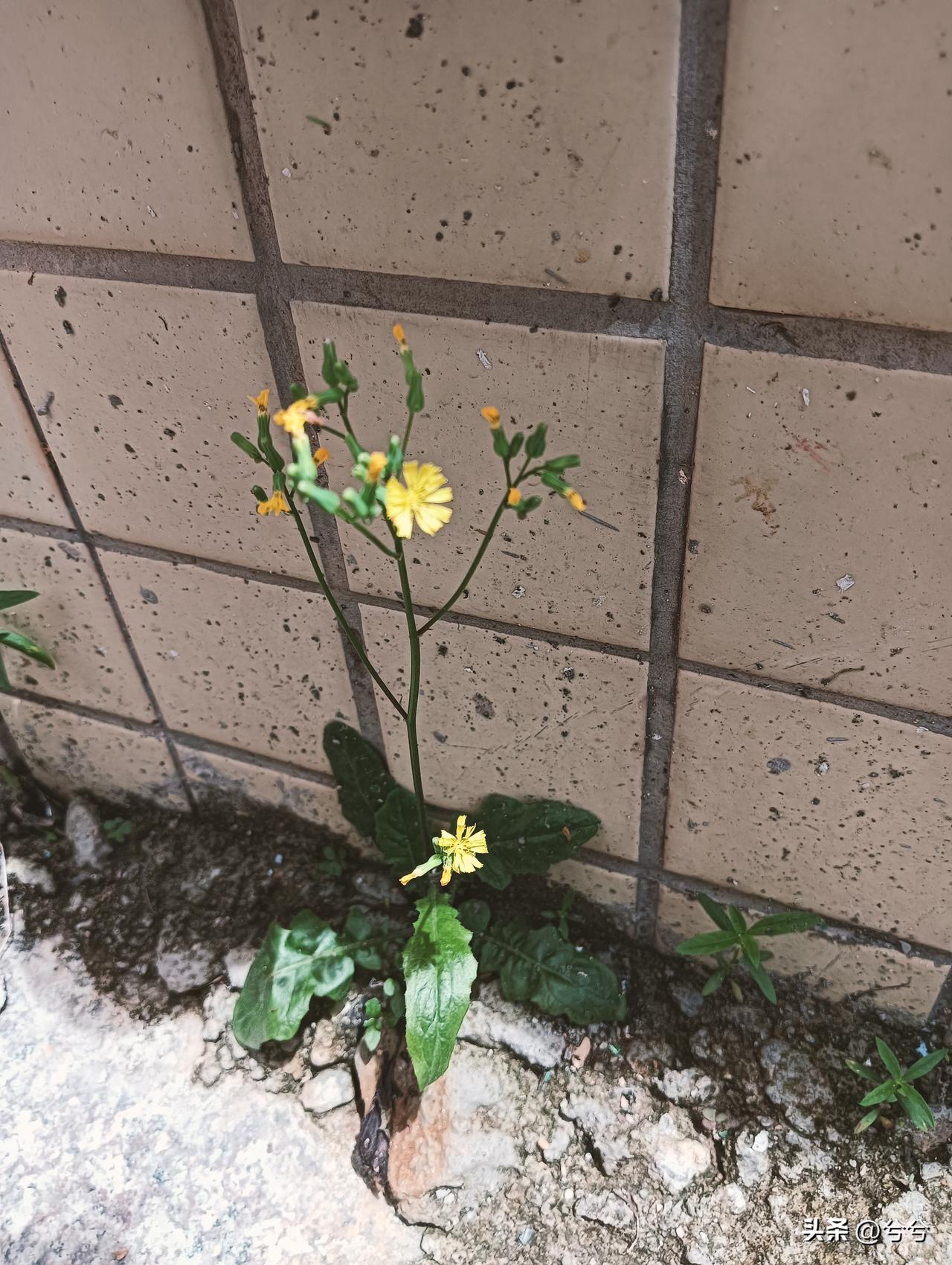 人这一辈子
有人说：
有些花是被精心浇灌长大，
有些花是在石缝里长大。

不能因
