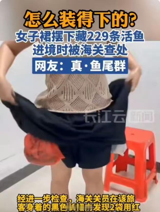 女子穿“鱼尾裙”入境被拦！裙内藏229条活鱼，海关揭穿离谱操作
 
深圳罗湖口岸