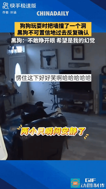 网友笑喷了:两只狗狗在家里打闹玩耍，嘿色狗狗一个箭步冲到墙上，结果不小心把墙给撞