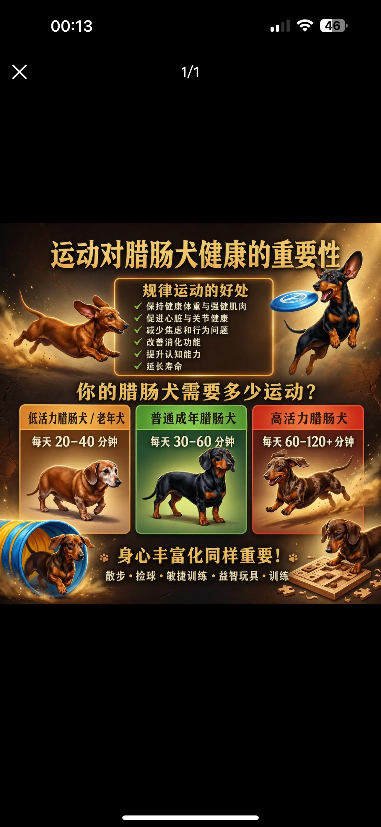"从根源上预防IVDD"💡运动是腊肠犬健康的核心：强化脊柱支撑肌肉...