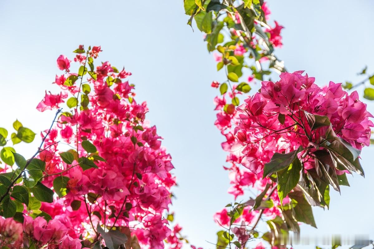 成立公司最好是两名或以上的股东，尽量不要成立一人公司低价购买知识产权，但以高价评