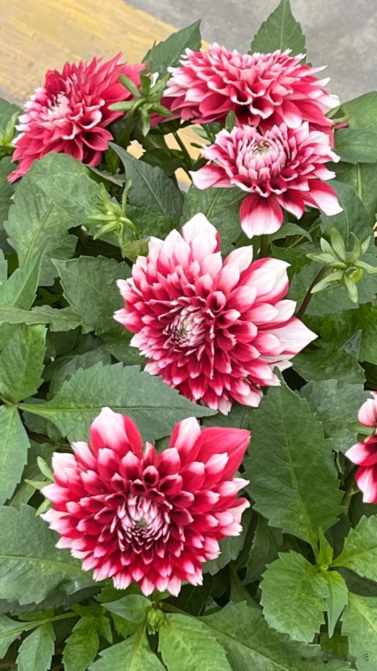 多姿多彩小丽花

炎热的夏季，小丽花依然美丽绽放。

小小的花瓣层层叠叠，粉的、
