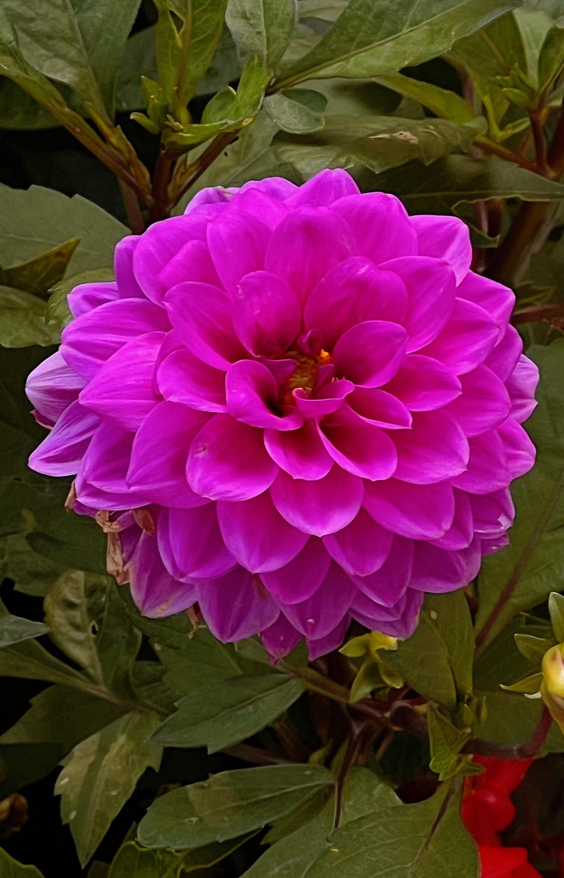 分享图片美丽的花朵