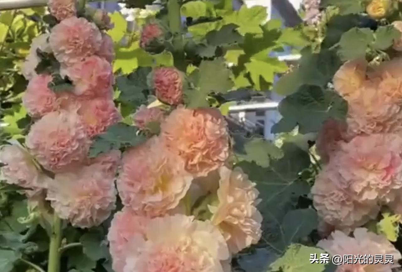下联：春看百花齐放。