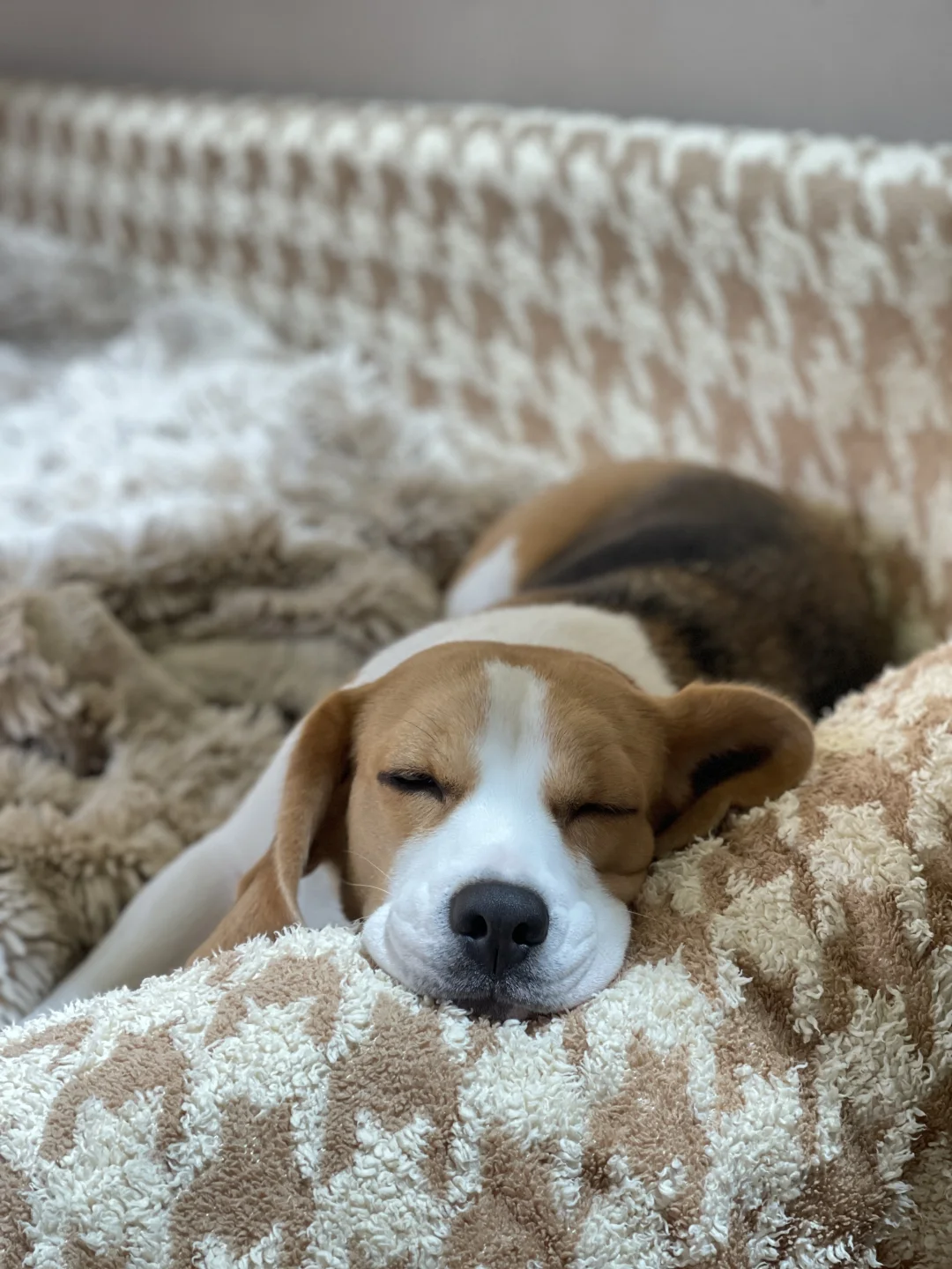 奶呼呼的小乖比