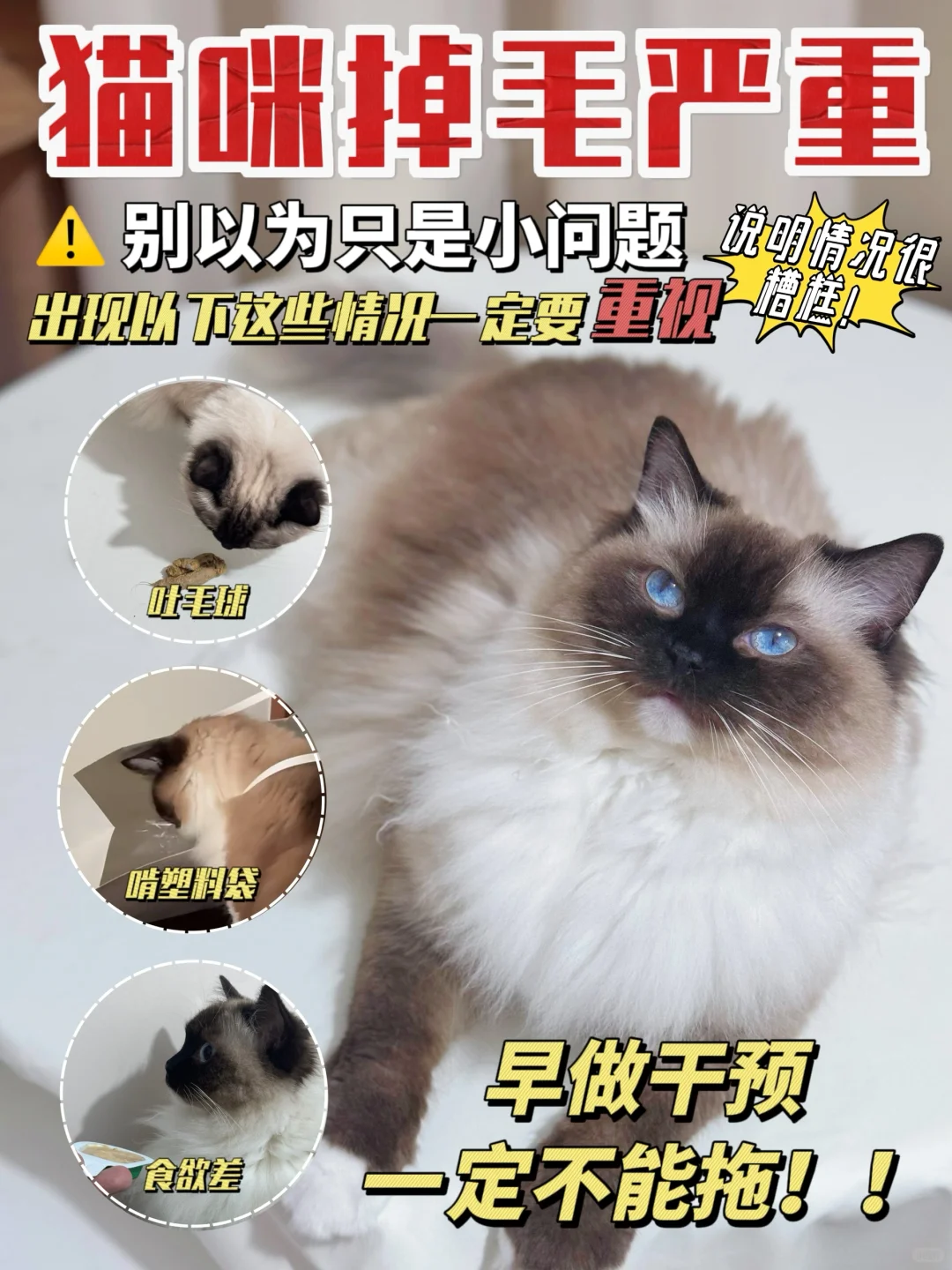 猫咪毛发症不容小觑！早养早安心还省钱💰