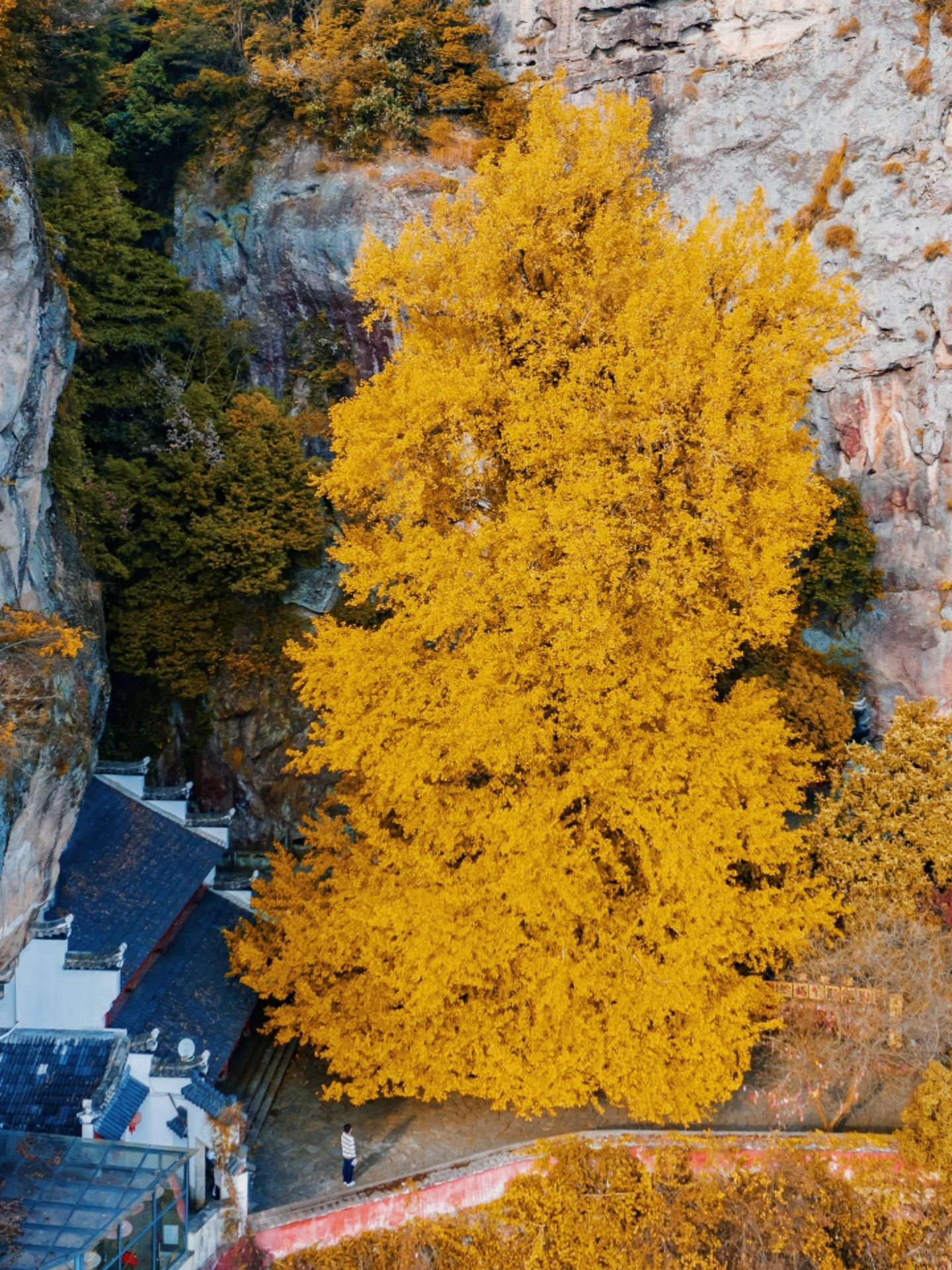 杭州有座悬空寺，悬崖上的千年银杏真顶流！