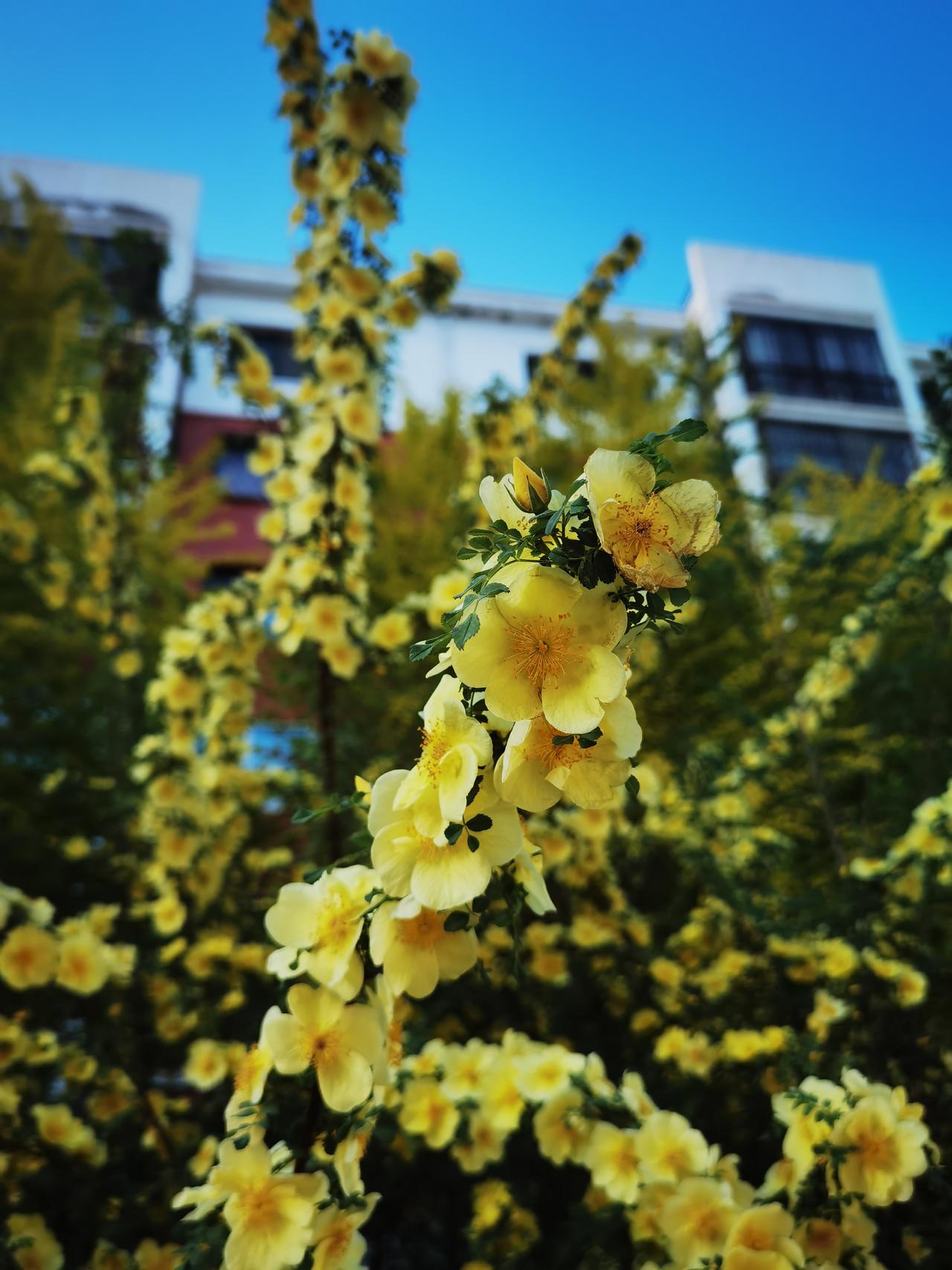 万能的朋友们，帮我看看这是啥花