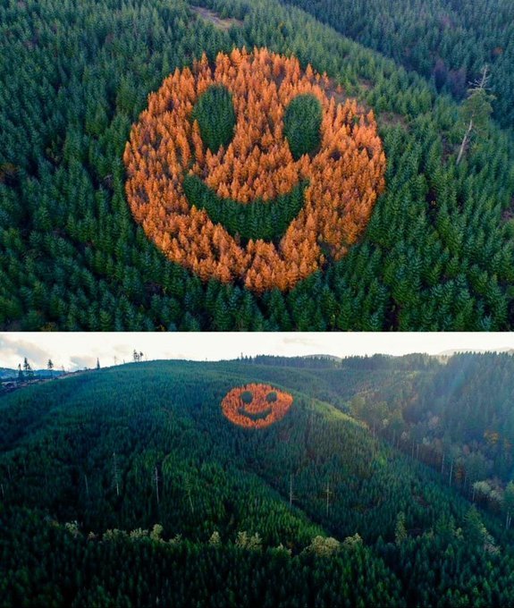 土地所有者大卫·汉普顿在俄勒冈州的花旗松森林里种植了落叶松，形状是一个300英尺