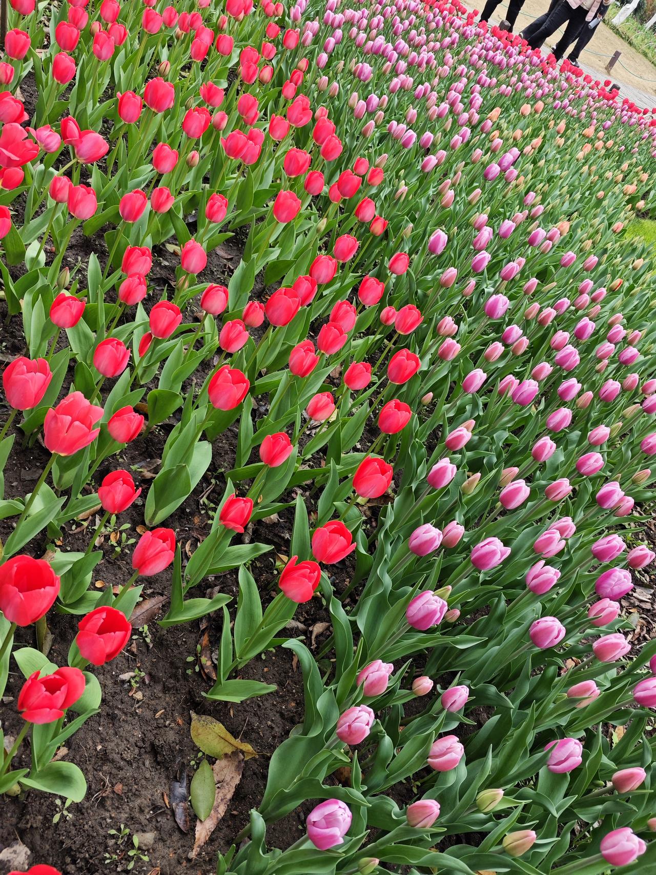 虽然伊朗落后以色列不是一两个档次，而且以色列有美国，英国等支持，但是现在美国每况