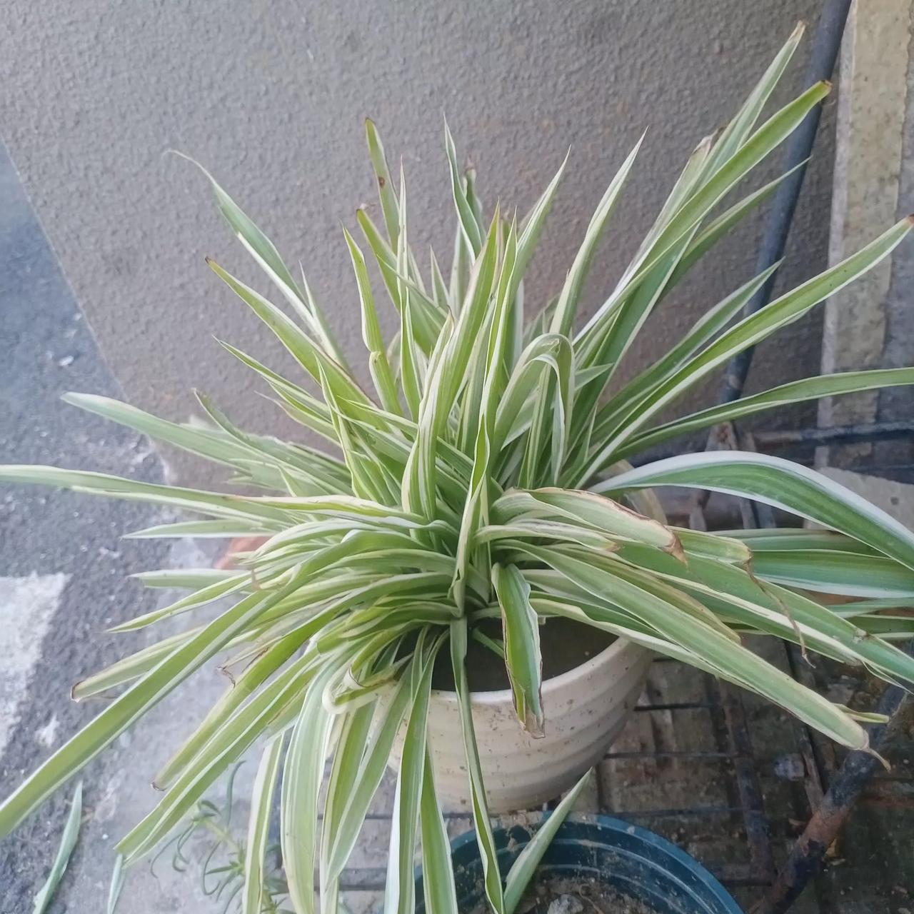 俄罗斯如今选择妥协，从时机的选择方面来看，确实不是很到位，难以达成理想的结果 。