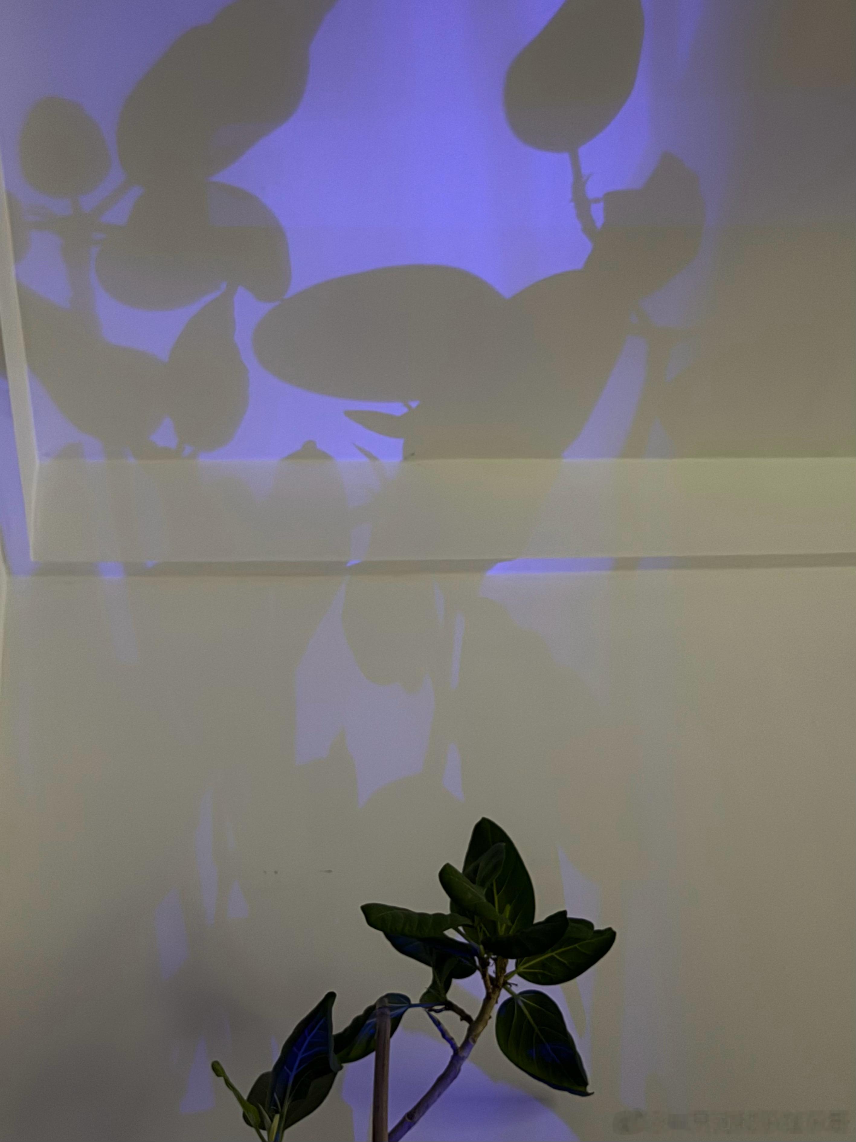 电蚊拍给孟加拉榕树的投影。 