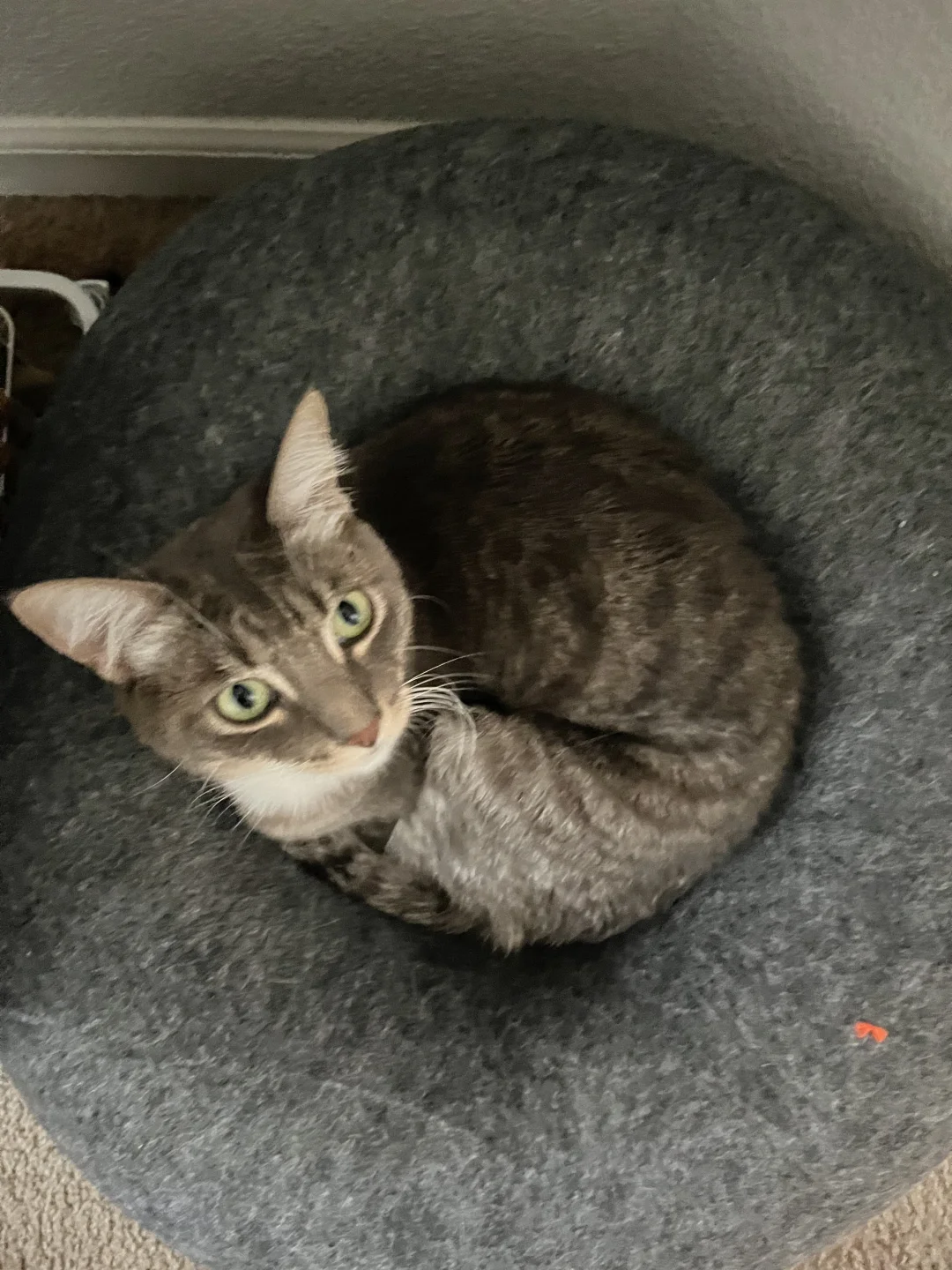 肥猫瘦猫一键切换