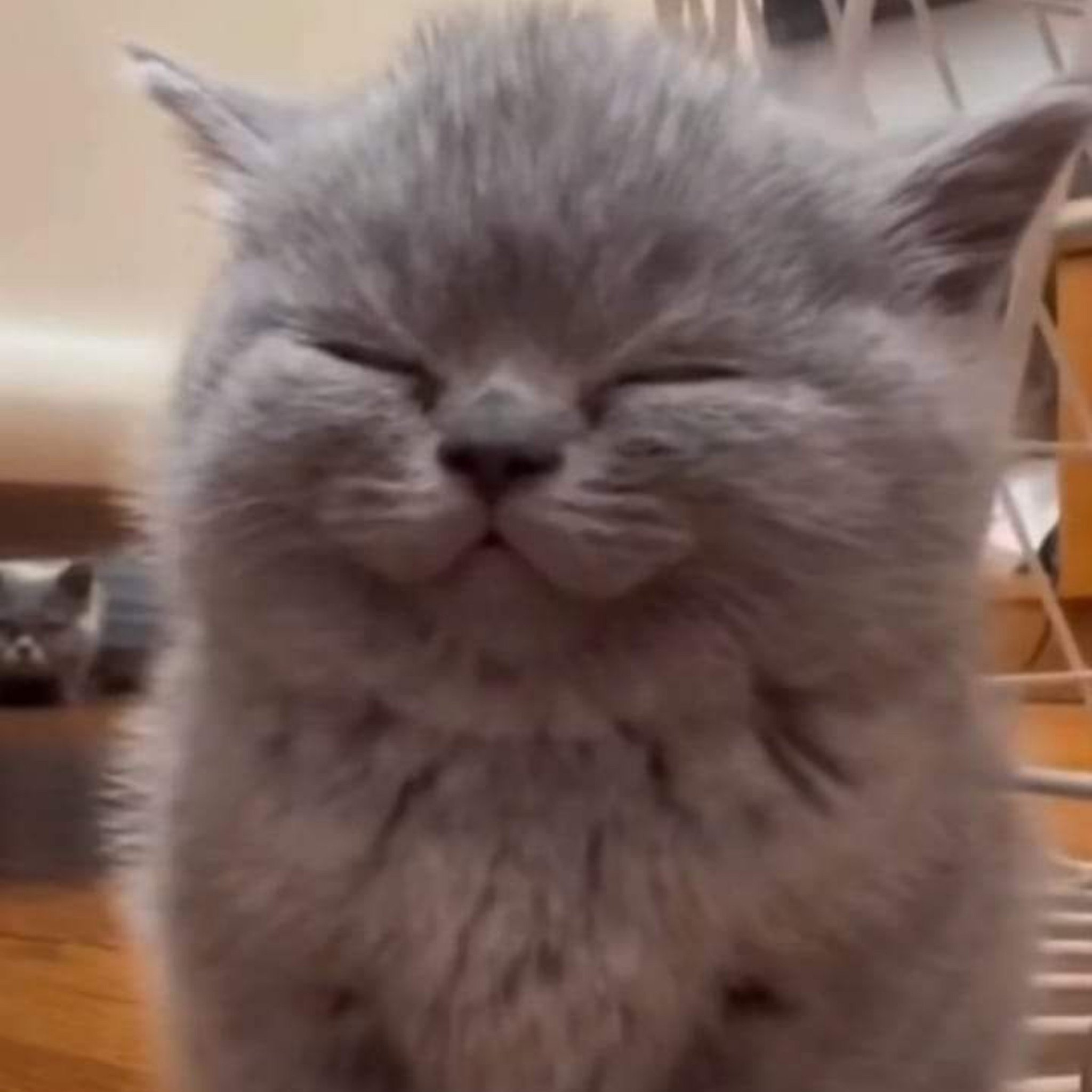 其实还是那个毛绒绒的猫崽[皱眉] ​​​