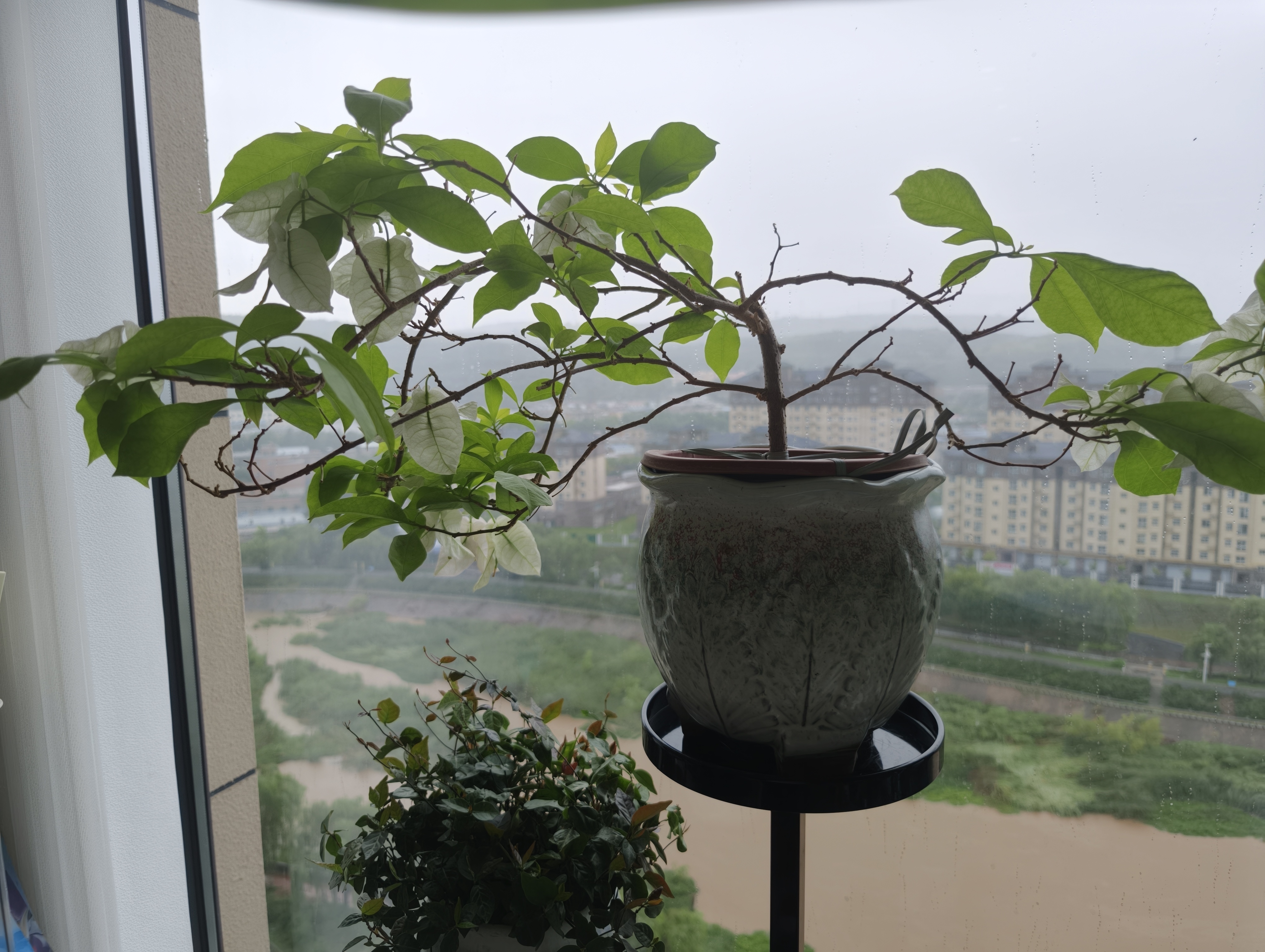 我媳妇说我现在过的老年生活养鱼种花玩鸟逗猫 晚上再回来陪儿子打游戏