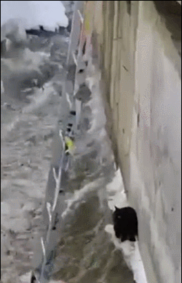 拯救小黑猫 ​​​
