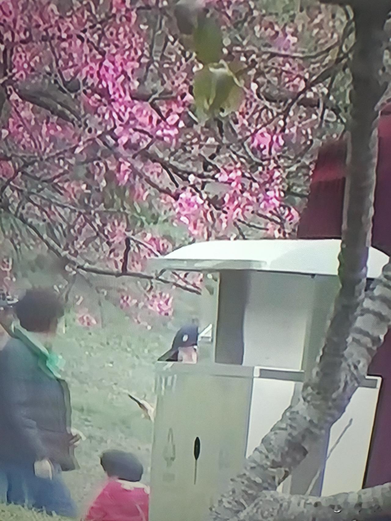 武汉樱花盛开，前几天气温高升，樱花张大了嘴巴，来来往往赏花人落落旭旭不断。
武大