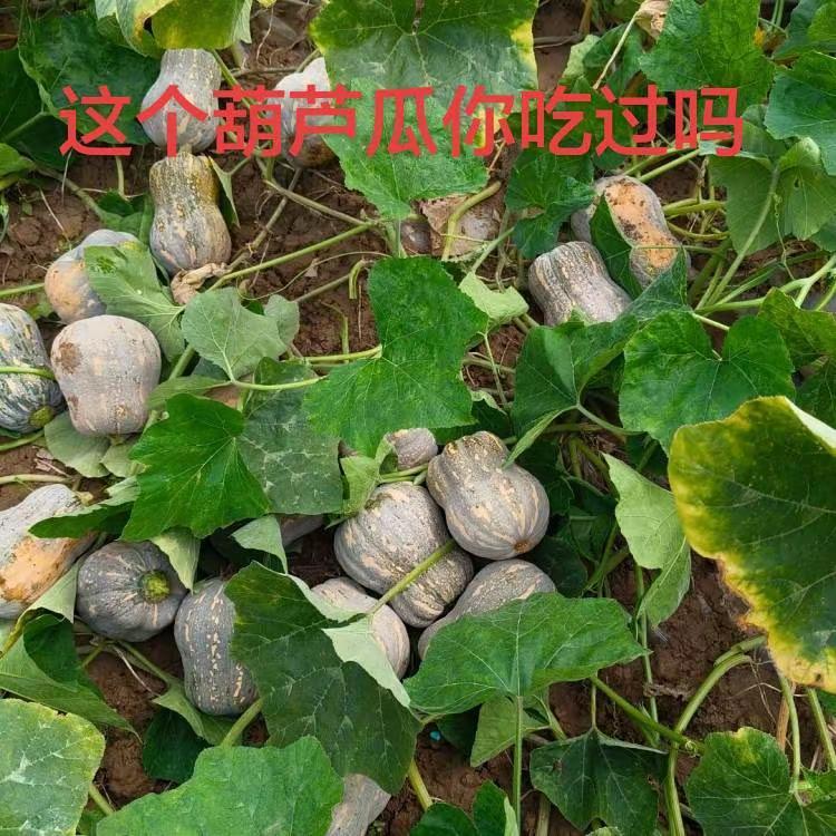 这个葫芦瓜你吃过吗。热门话题热点榜 纯天然的南瓜  我的家乡农产品