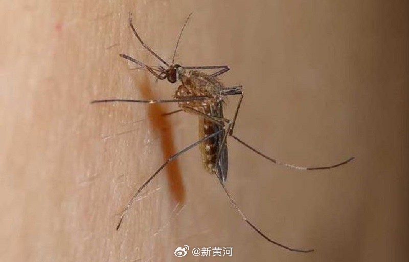 【#专家称断言蚊子大暴发为时过早#】近期，“今年蚊子大暴发”的消息在不少济南市民