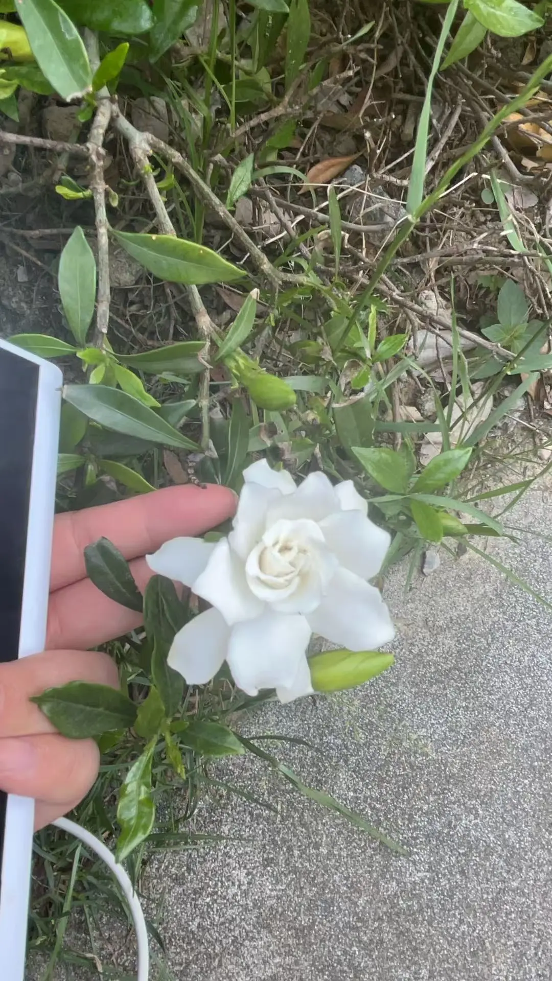 栀子花开呀开~